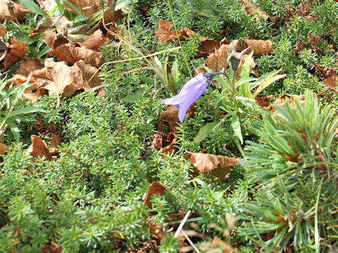 Campanula lasiocarpa