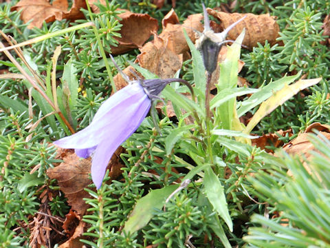 Campanula lasiocarpa