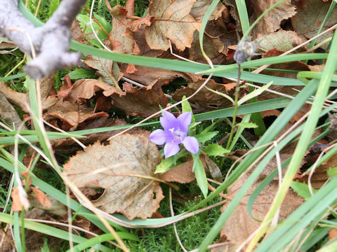 Campanula lasiocarpa