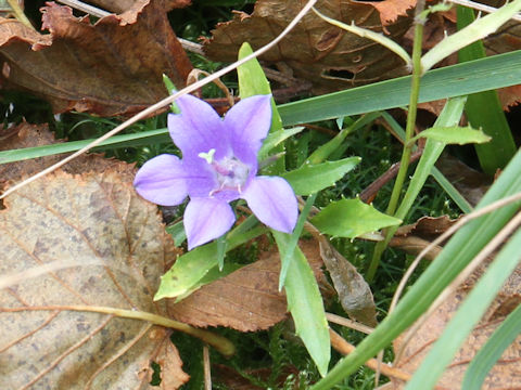 Campanula lasiocarpa