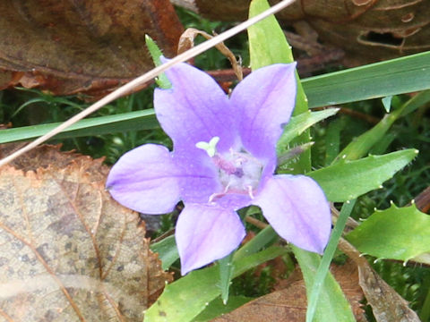 Campanula lasiocarpa