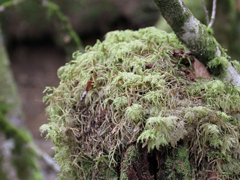 Hylocomium splendens