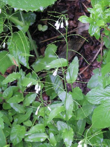 Arabis serrata var. japonica