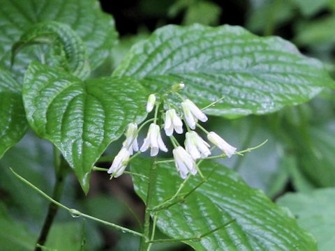 Arabis serrata var. japonica