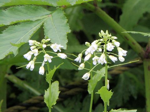 Arabis serrata var. japonica