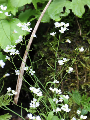 Arabis serrata var. japonica