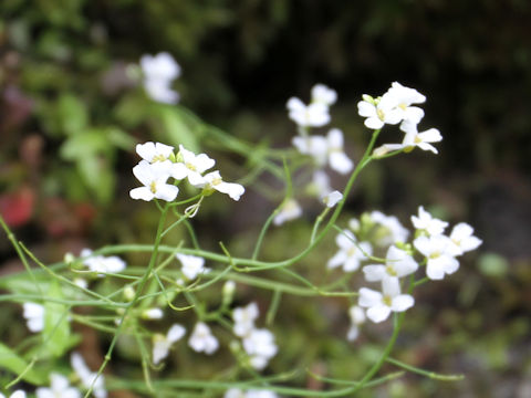 Arabis serrata var. japonica