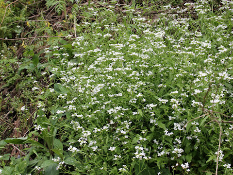 Arabis serrata var. japonica