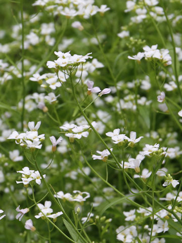 Arabis serrata var. japonica