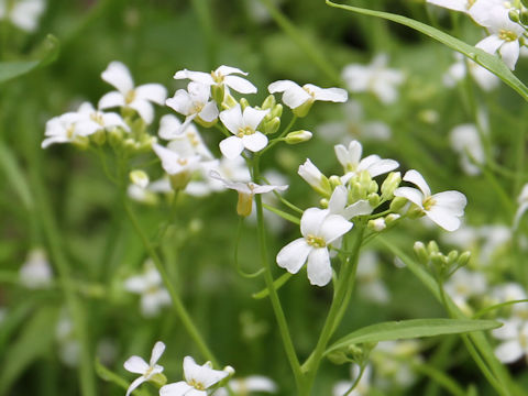 Arabis serrata var. japonica