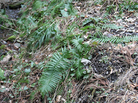 Dryopteris cycadina