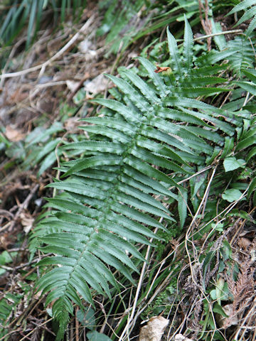 Dryopteris cycadina