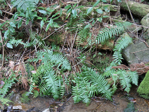 Dryopteris cycadina