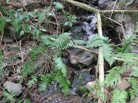 Dryopteris cycadina