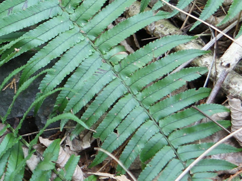 Dryopteris cycadina