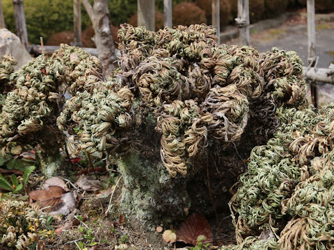 Selaginella tamariscina