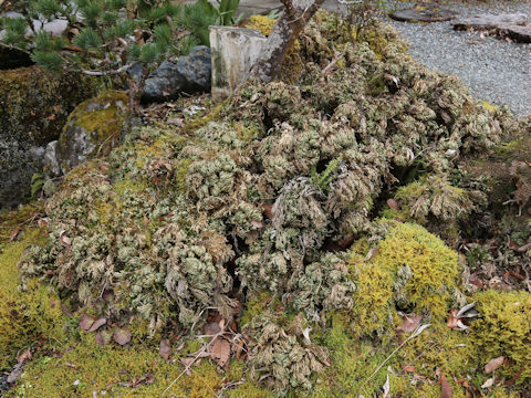 Selaginella tamariscina