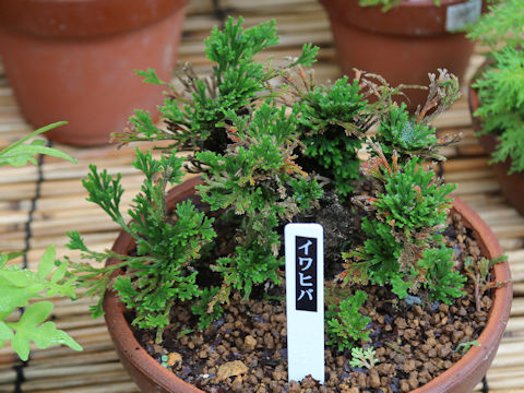 Selaginella tamariscina