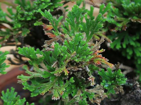 Selaginella tamariscina