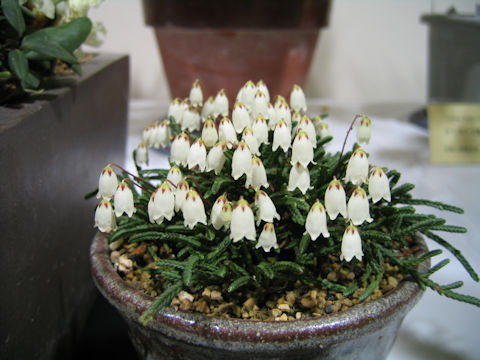 Cassiope lycopodioides