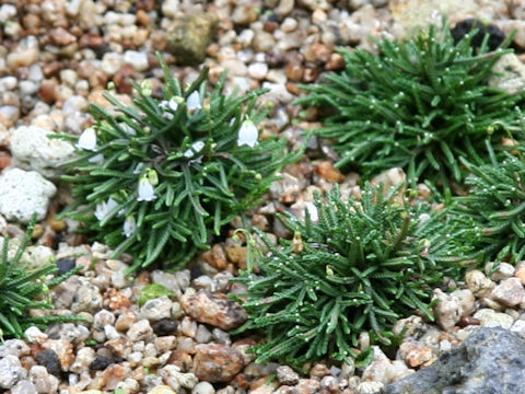 Cassiope lycopodioides