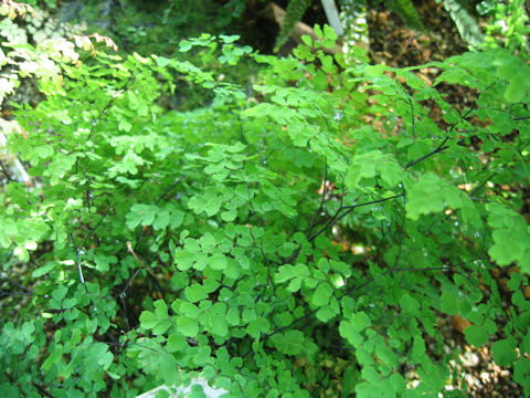 Adiantum ogasawarense