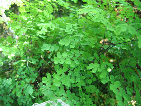 Adiantum ogasawarense