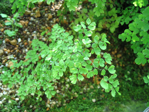 Adiantum ogasawarense