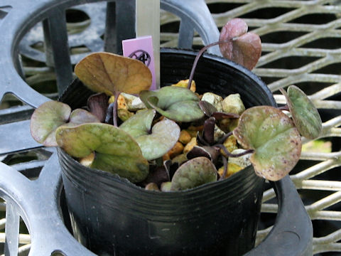 Asarum kurosawae
