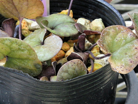 Asarum kurosawae