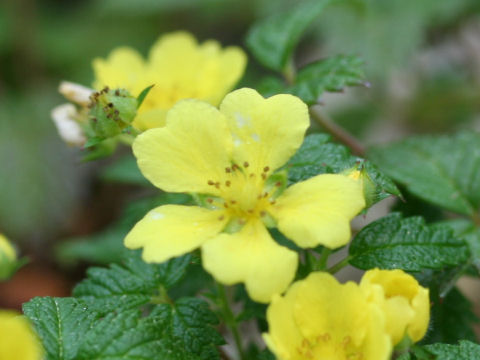 Potentilla dickinsii