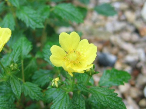 Potentilla dickinsii