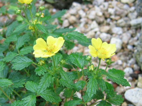 Potentilla dickinsii