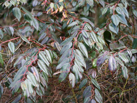 Leucothoe keiskei