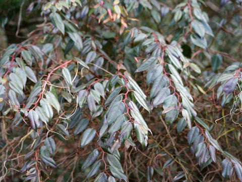 Leucothoe keiskei