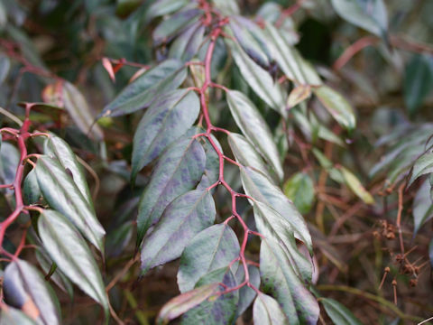 Leucothoe keiskei