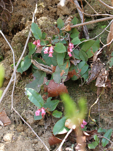 Epigaea asiatica