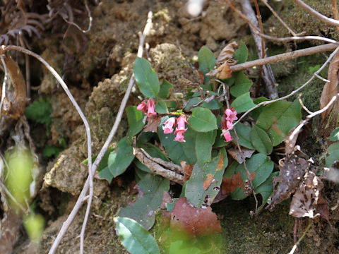 Epigaea asiatica