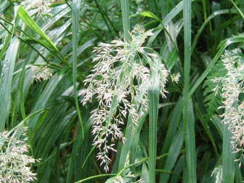 Calamagrostis langsdorffii