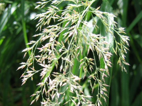 Calamagrostis langsdorffii