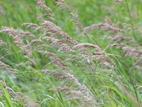 Calamagrostis langsdorffii