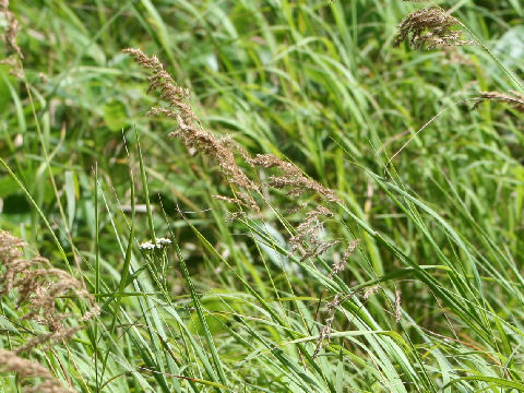 Calamagrostis langsdorffii