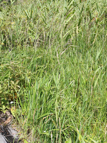 Calamagrostis langsdorffii