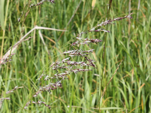 Calamagrostis langsdorffii