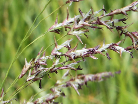 Calamagrostis langsdorffii