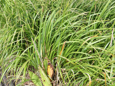 Calamagrostis langsdorffii