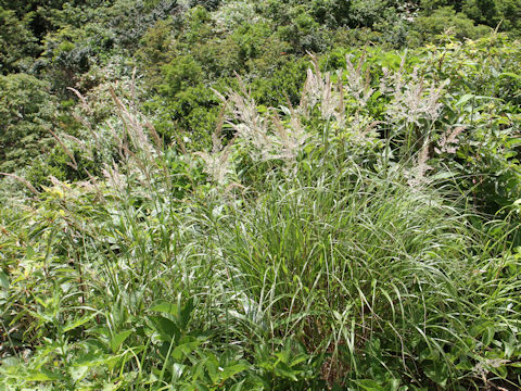 Calamagrostis langsdorffii