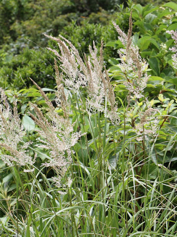 Calamagrostis langsdorffii