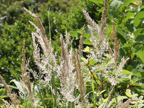 Calamagrostis langsdorffii