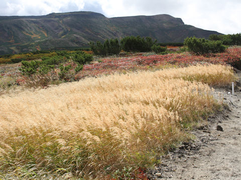 Calamagrostis langsdorffii